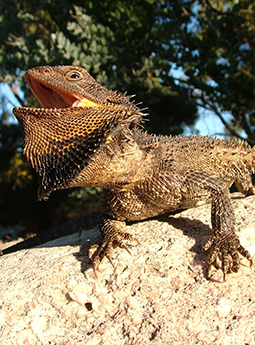 Bearded Dragon, an uncommon visitor to Grampians Paradise Camping and Caravan Parkland